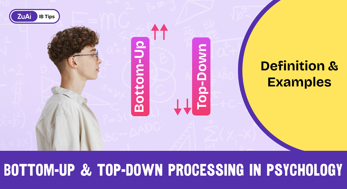 How Bottom-Up and Top-Down Processing Shape Your IB Exam Strategy?