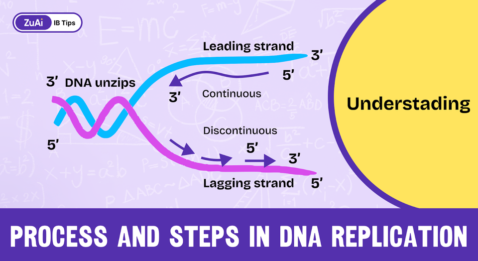 Understanding the Process and Steps in DNA Replication